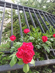 园中蔷薇2