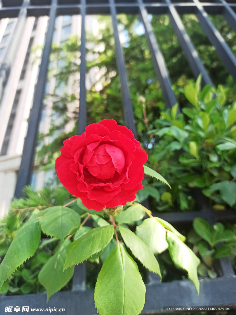 园中蔷薇3