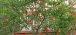 石榴花