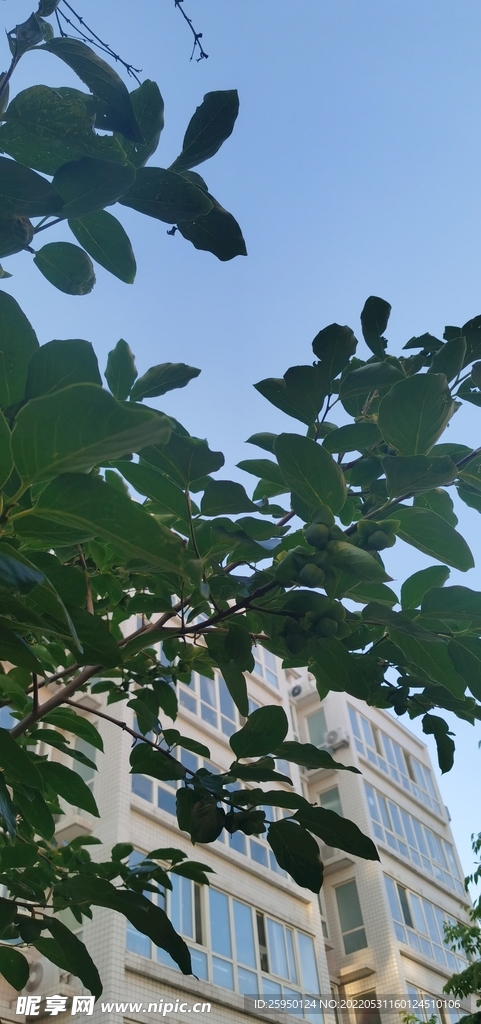 柿子树 