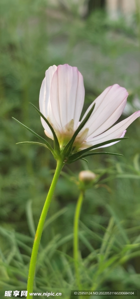 波斯菊