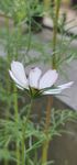 白色波斯菊