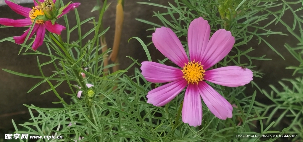 波斯菊