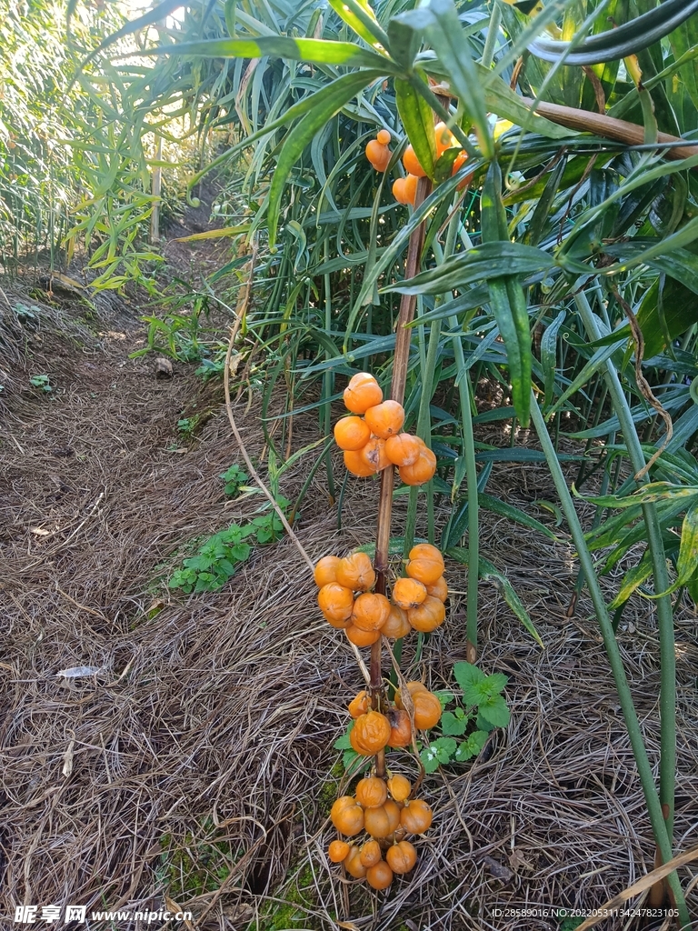 黄精