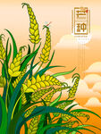 芒种             