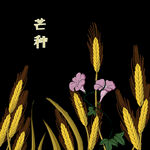 芒种             