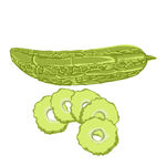 苦瓜蔬菜绿色手绘风 