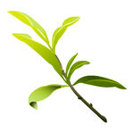 茶叶嫩叶嫩芽  