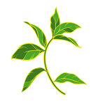 茶叶嫩叶嫩芽  