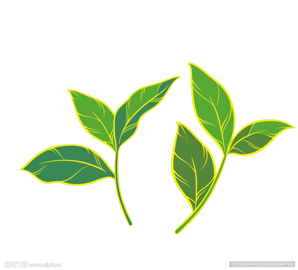 新鲜绿色茶叶嫩芽元素  