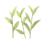 新鲜绿色茶叶嫩芽元素  