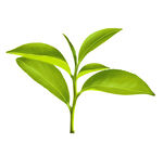 茶叶嫩叶嫩芽