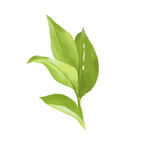 新鲜绿色茶叶嫩芽元素  