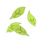 新鲜绿色茶树茶叶嫩芽元素  