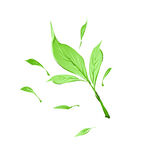 茶叶嫩芽插画  