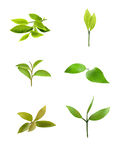 新鲜绿色茶树茶叶嫩芽元素  
