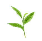 茶叶嫩芽插画