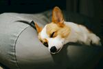 狗