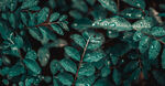 下雨 