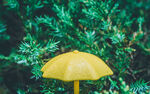 下雨  