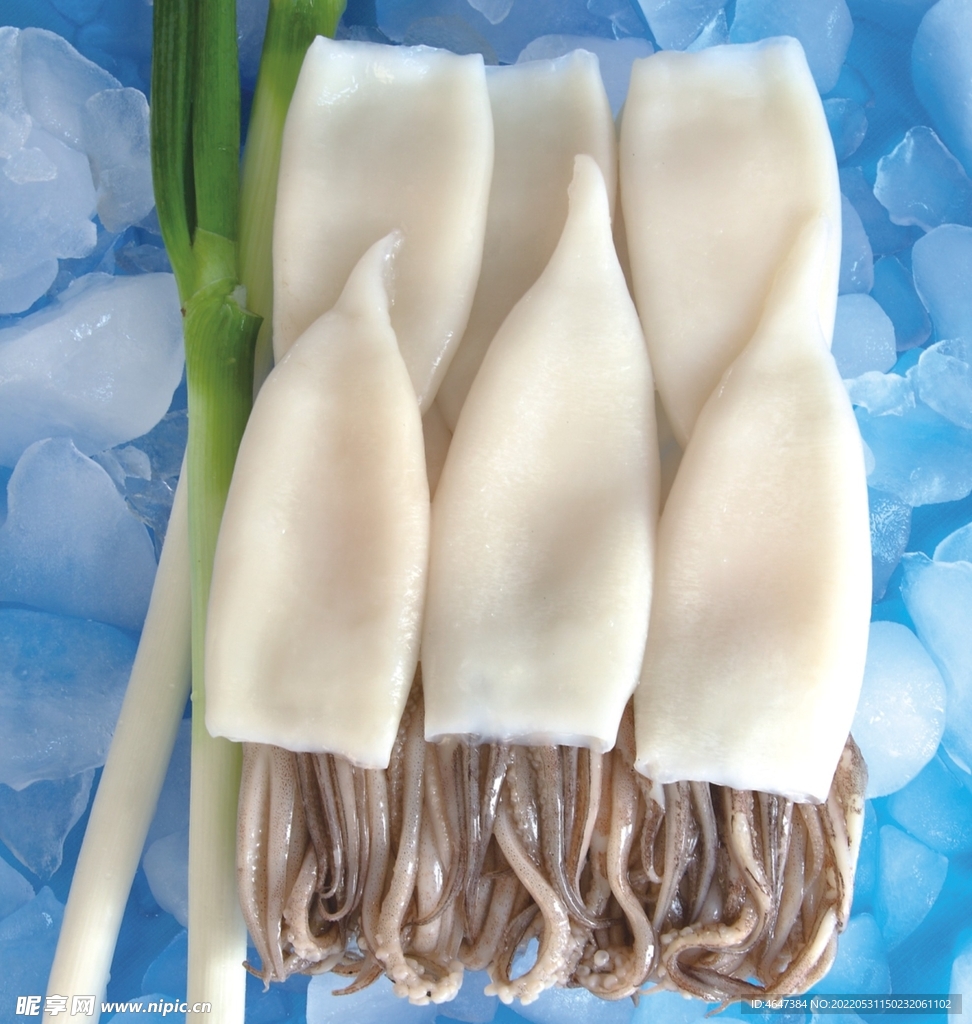 大鱿鱼