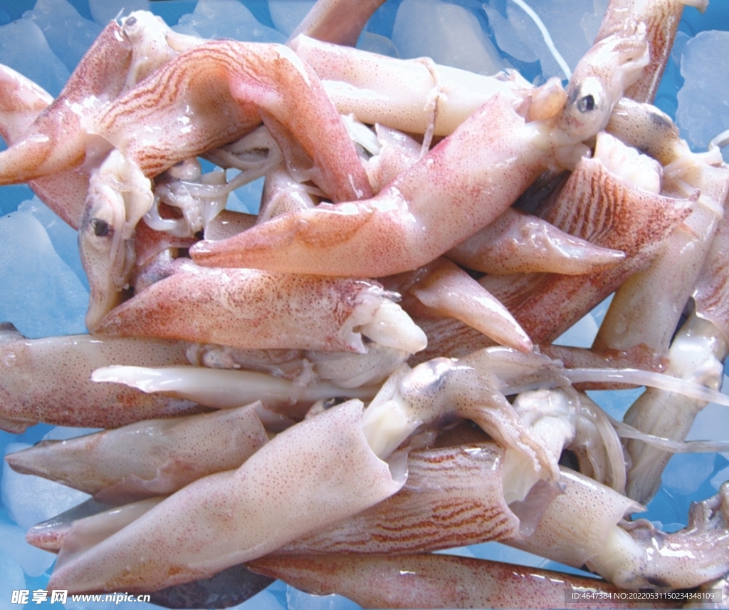 新鲜鱿鱼