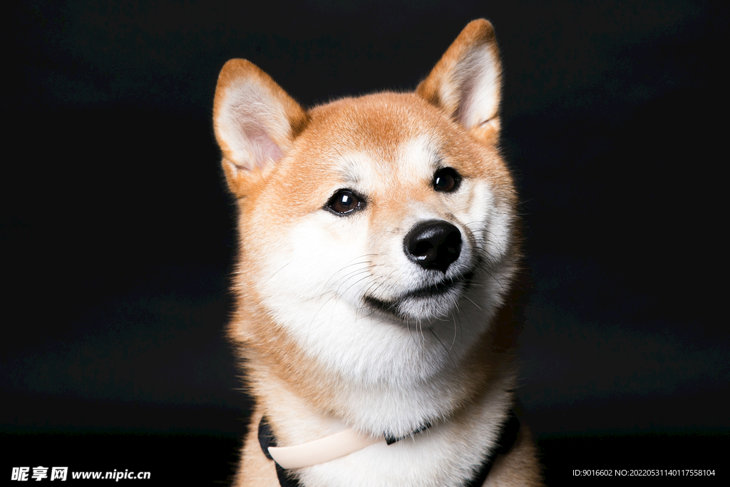 秋田犬