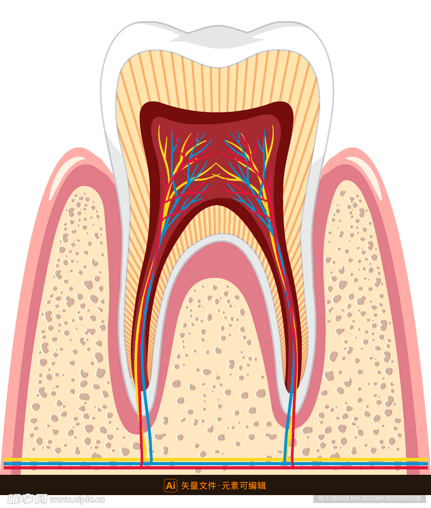 牙齿剖面结构图