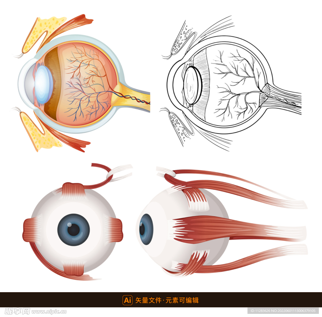 眼球生理结构插画