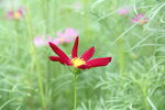 格桑花波斯菊