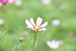 格桑花波斯菊