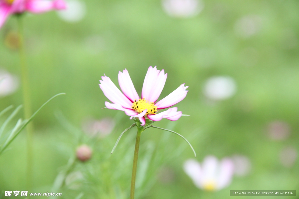 格桑花波斯菊