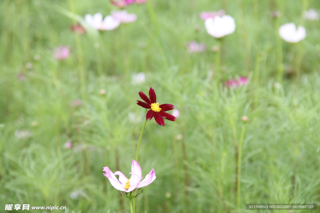 格桑花波斯菊