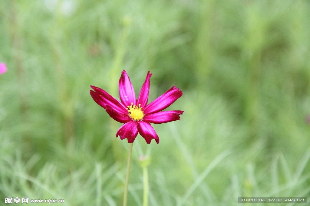 格桑花波斯菊