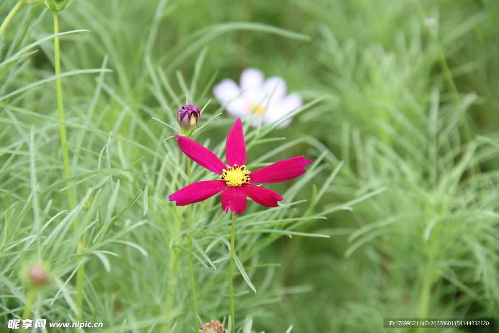 格桑花波斯菊