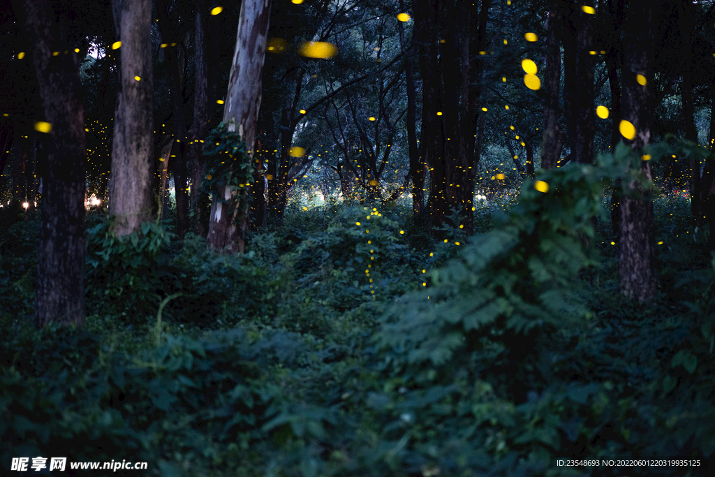 树林萤火虫