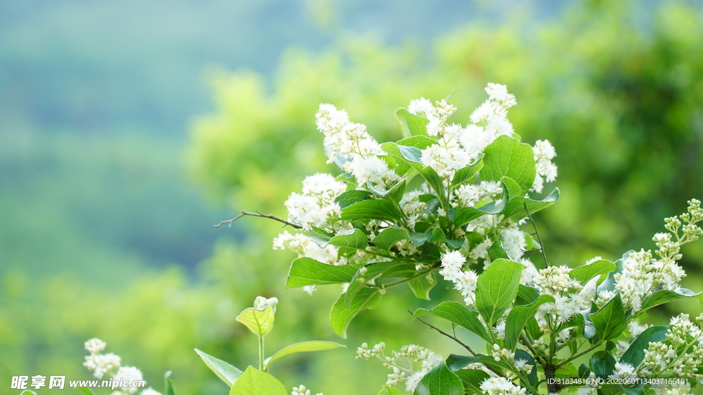 田间细碎小花