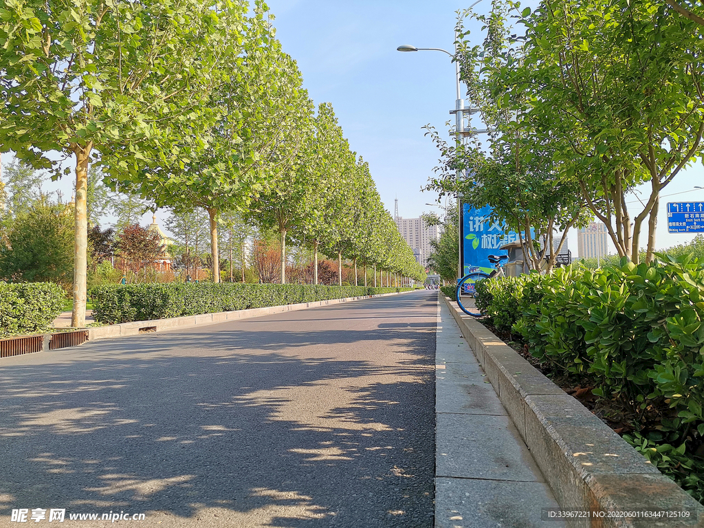 城市道路绿化林荫路