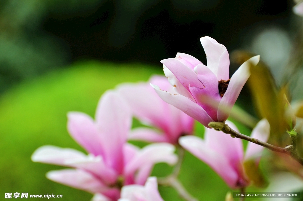 玉兰花