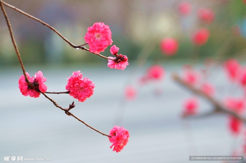 碧桃花开