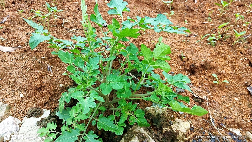 番茄的植株