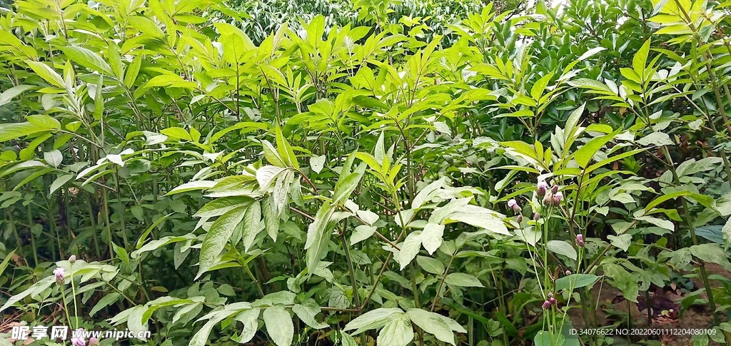 接骨草