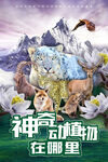 动物海报