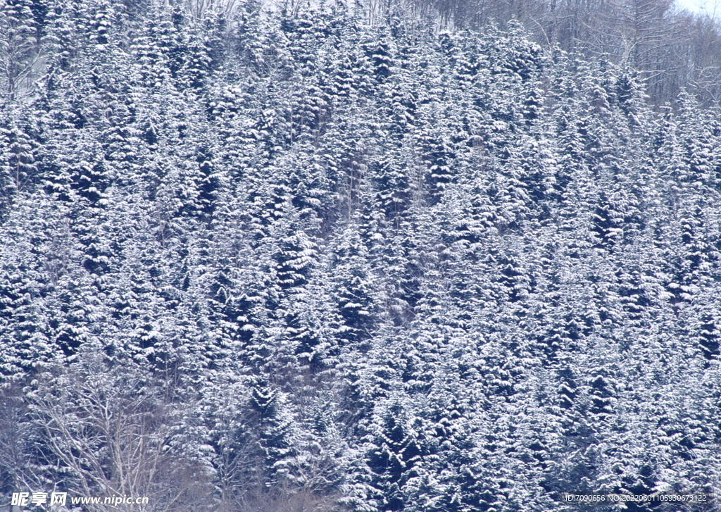 北海道冬景          