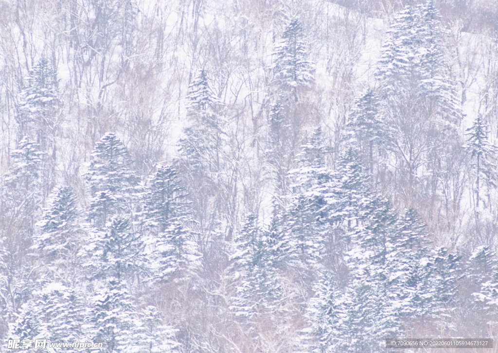 北海道冬景          