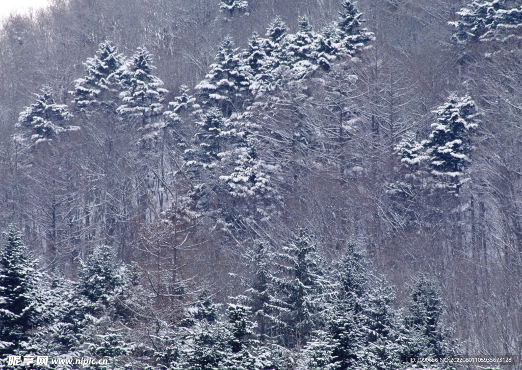 北海道冬景          