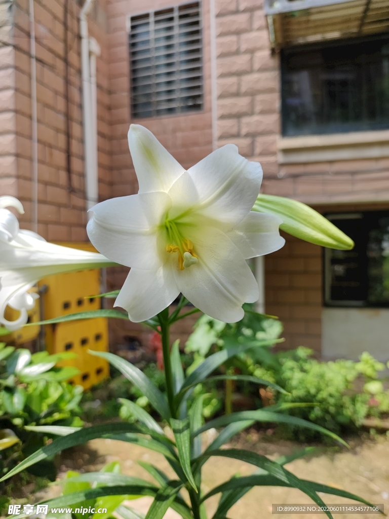 百合
