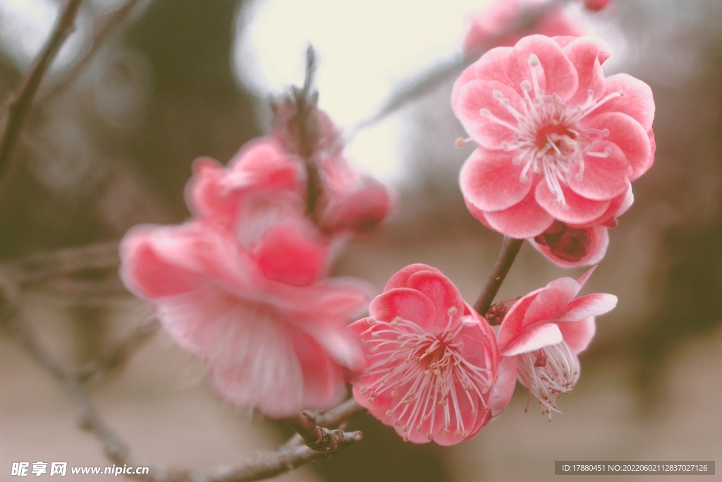 花卉