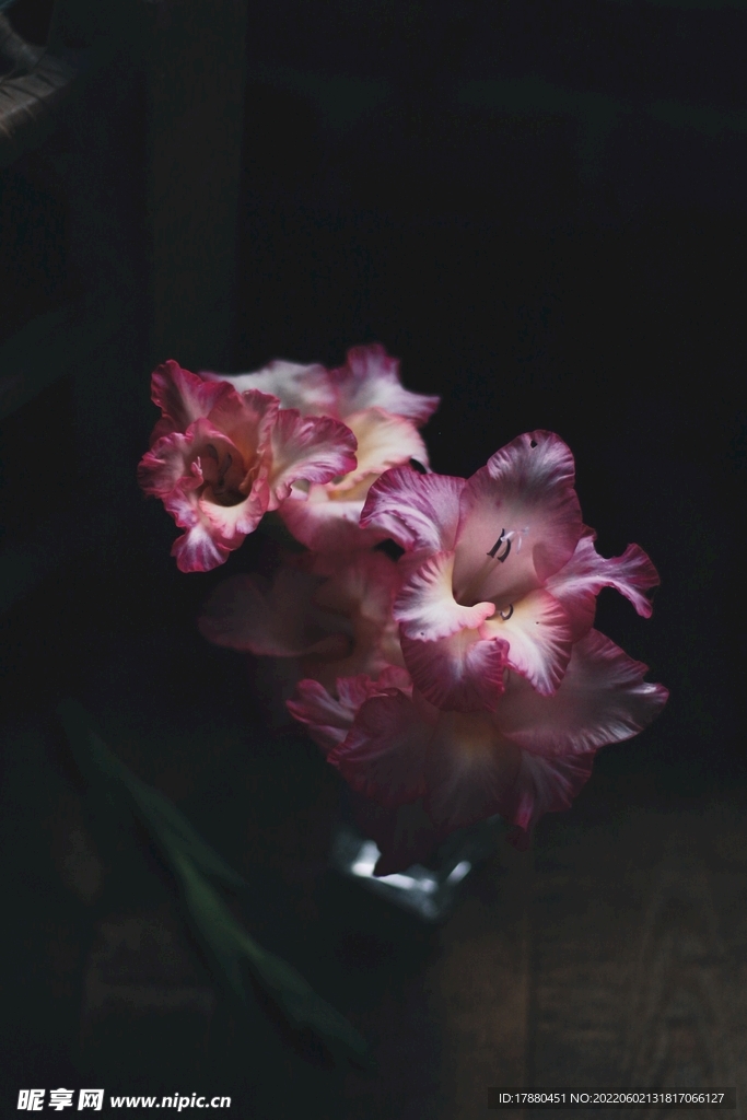 旋花羊角拗