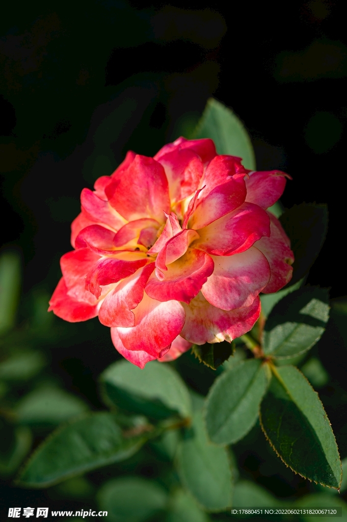月季花